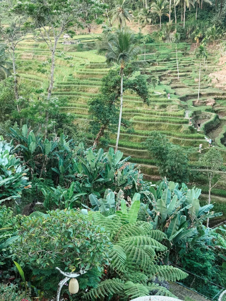 Quiet rice paddies outside the more heavily touristed areas of Bali”