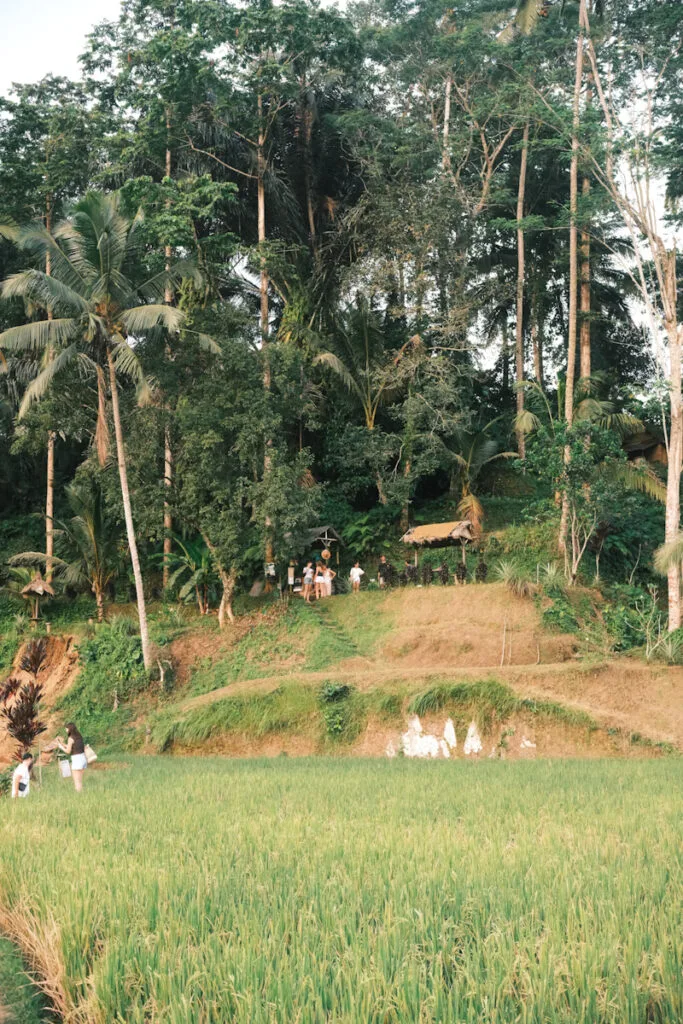 Green rice fields surrounded by palm trees in Bali, Indonesia