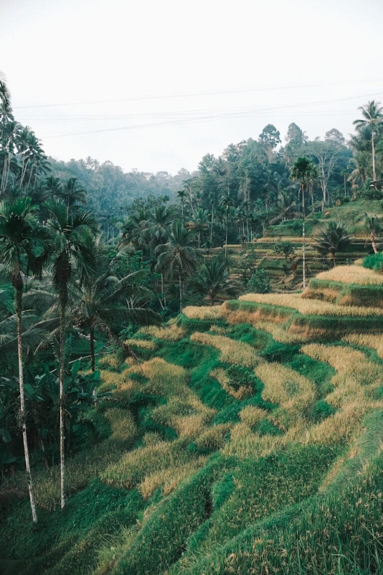 Balinese rice fields stretching across the countryside near Ubud