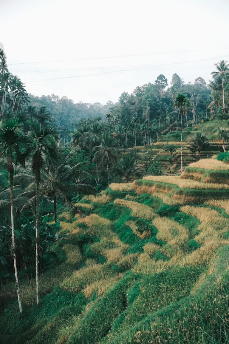 Balinese rice fields stretching across the countryside near Ubud